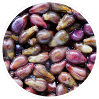 grape seed extract